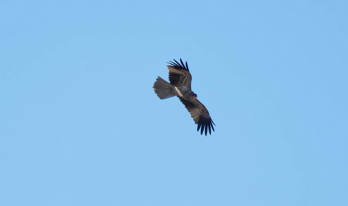 Whistling Kite - Gordon Arthur