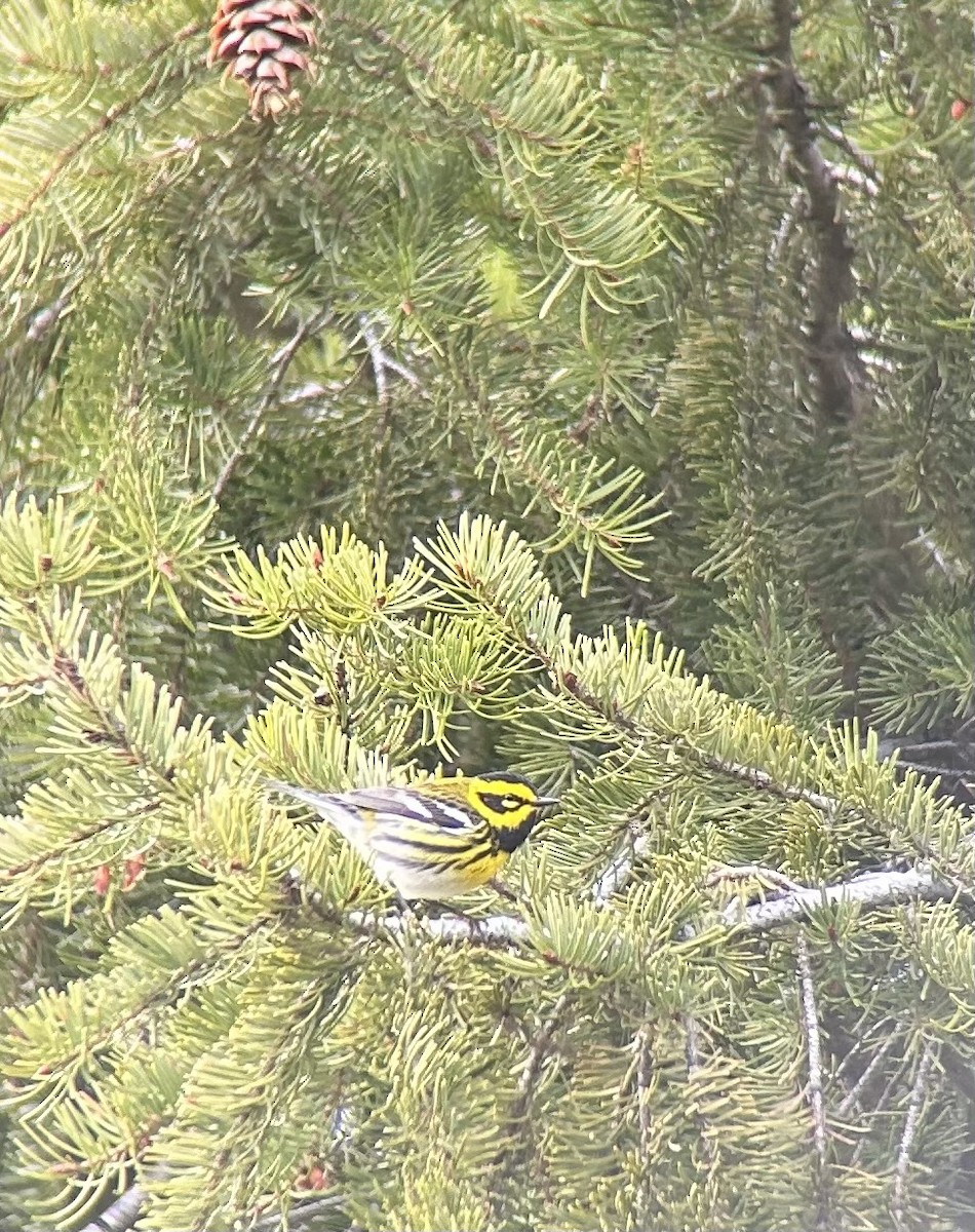 Townsend's Warbler - Darcy Mitchem