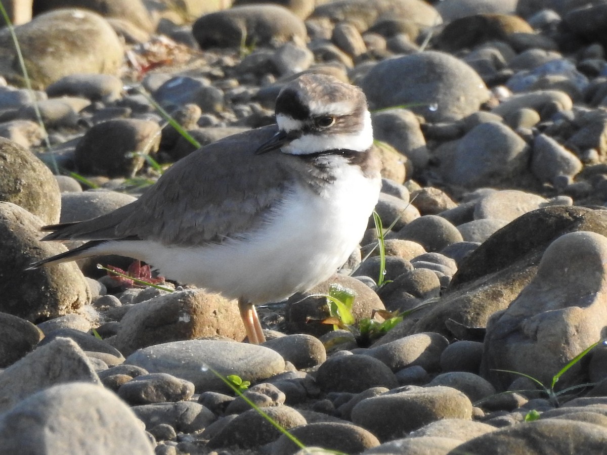 Long-billed Plover - ML619555925