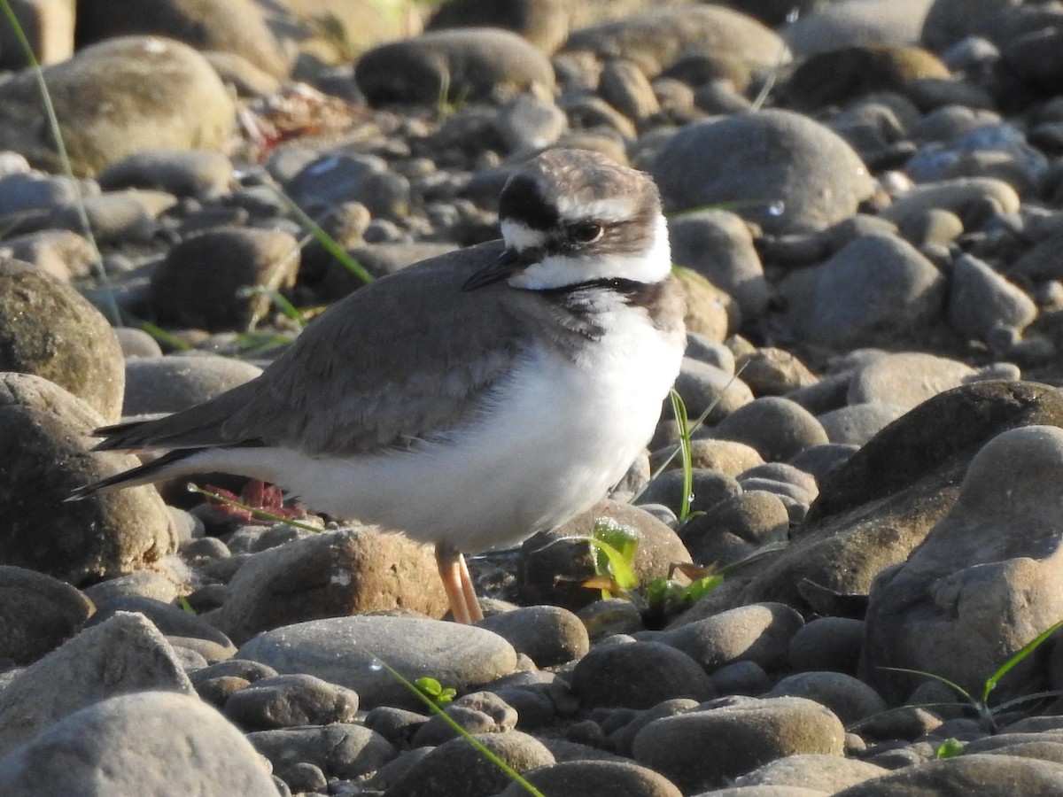 Long-billed Plover - Selvaganesh K