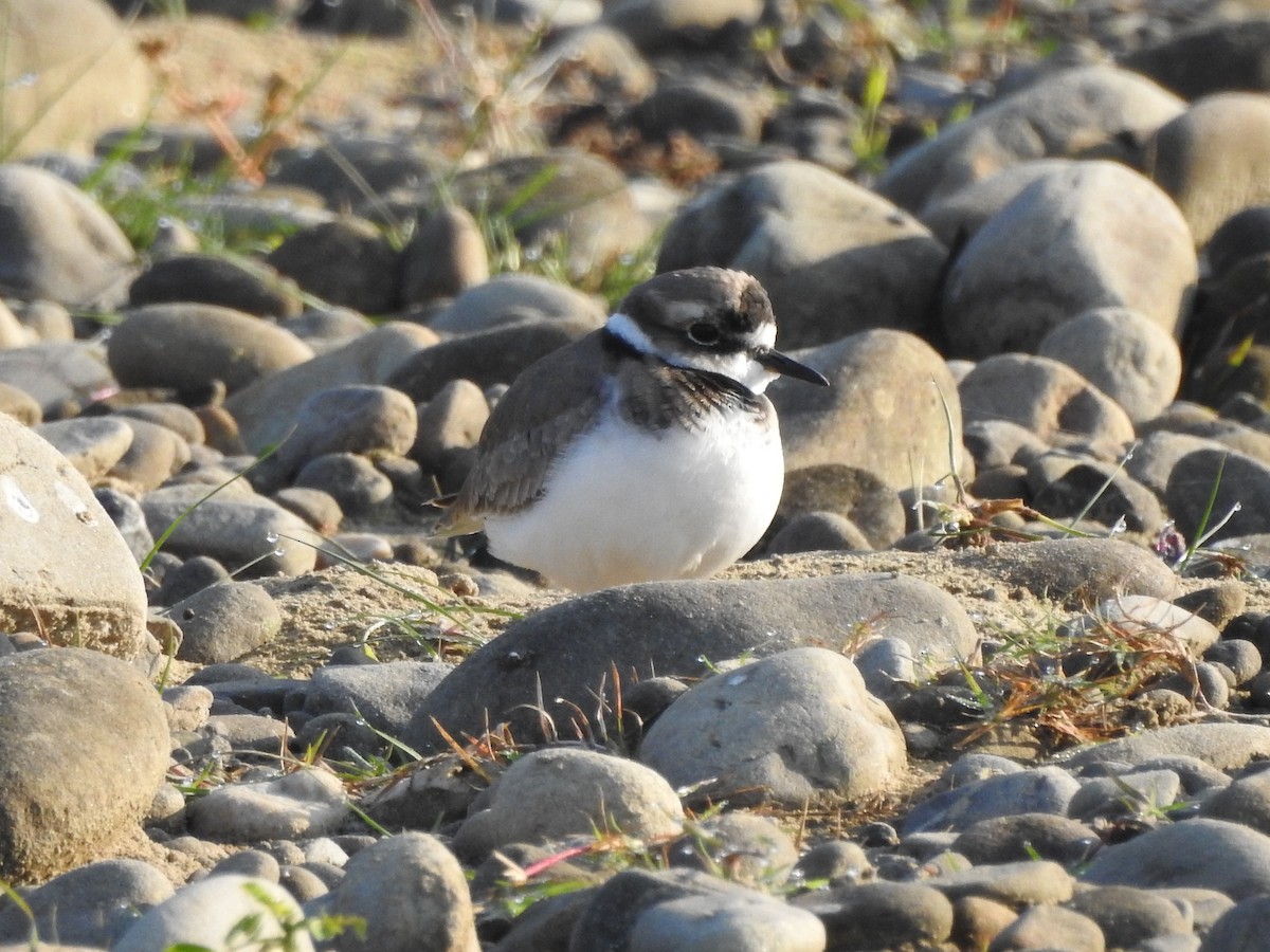 Long-billed Plover - Selvaganesh K