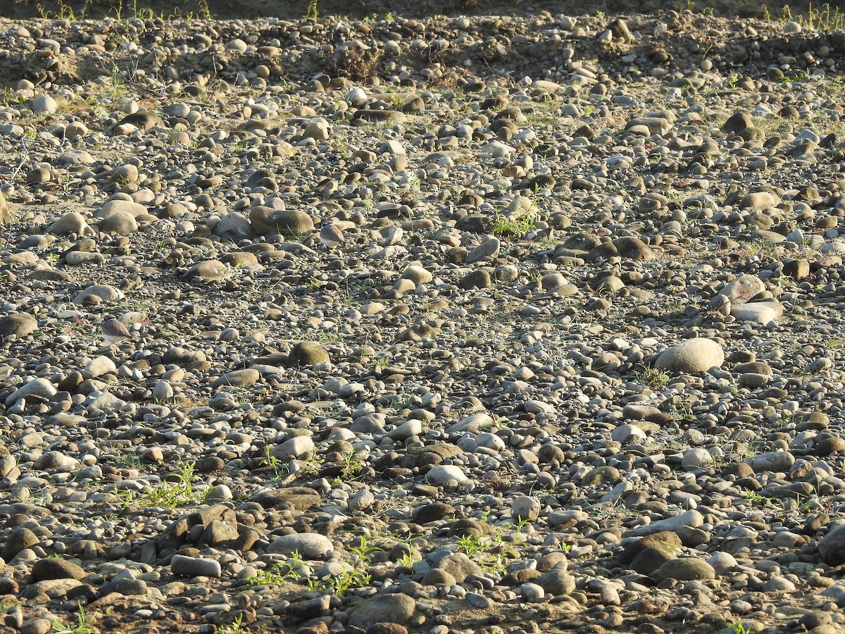 Long-billed Plover - Selvaganesh K