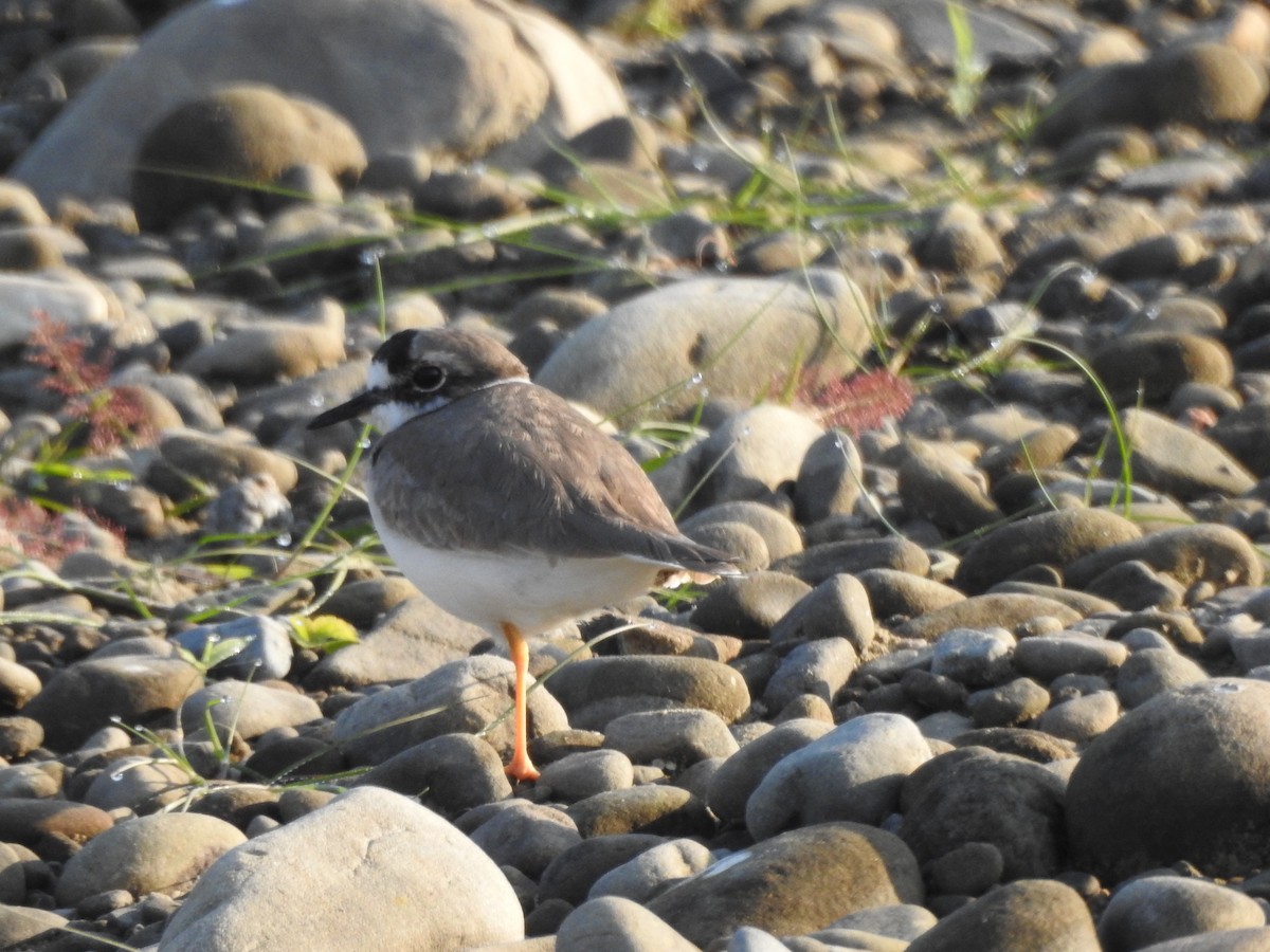 Long-billed Plover - Selvaganesh K