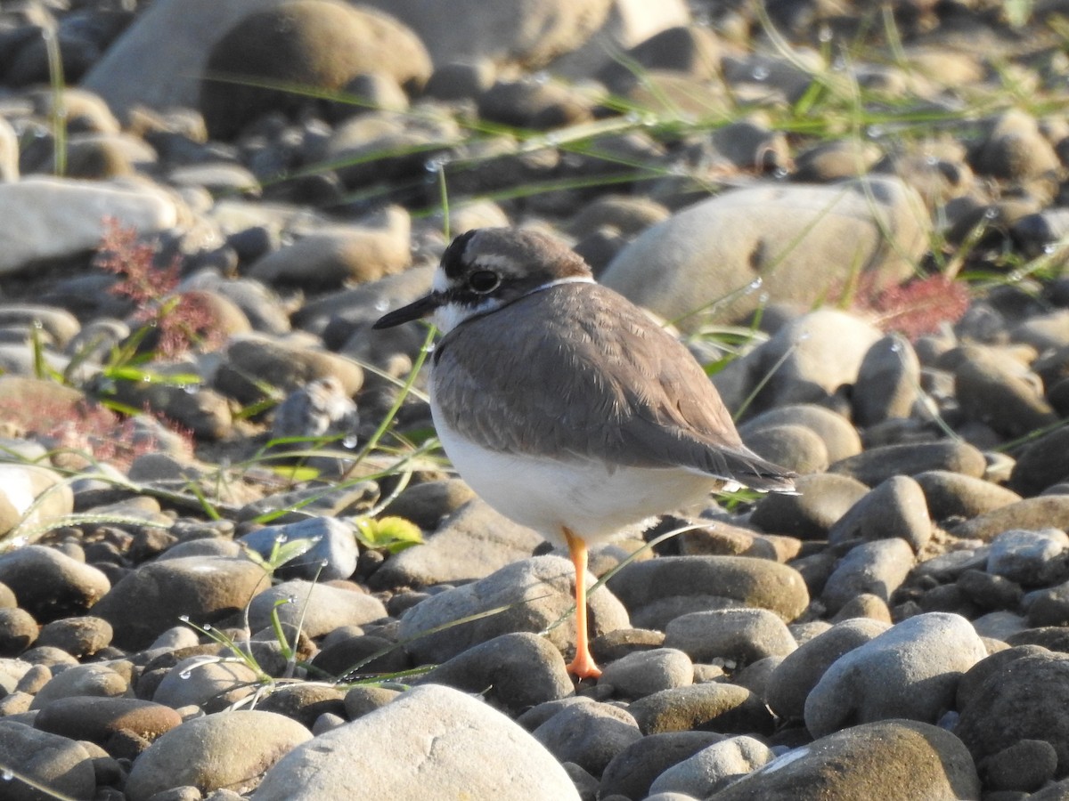 Long-billed Plover - Selvaganesh K