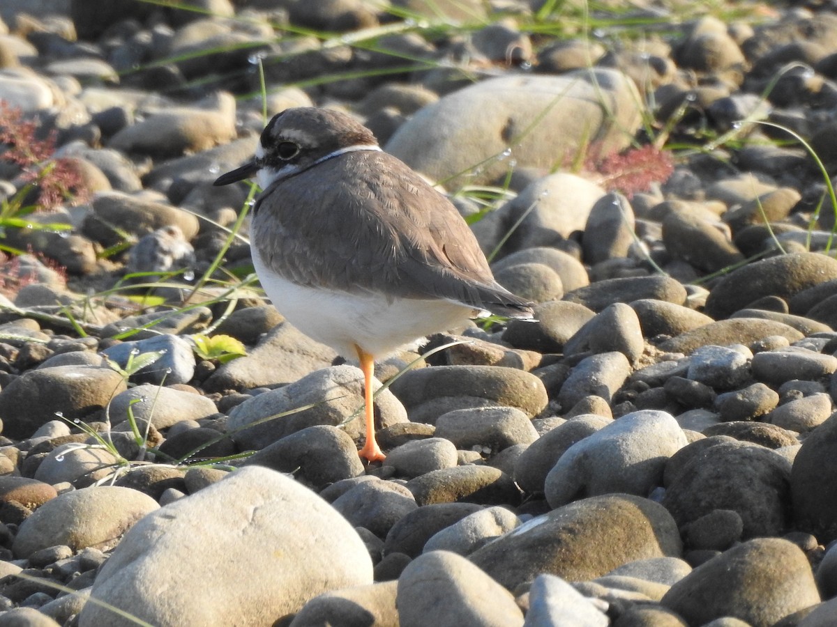 Long-billed Plover - ML619555938