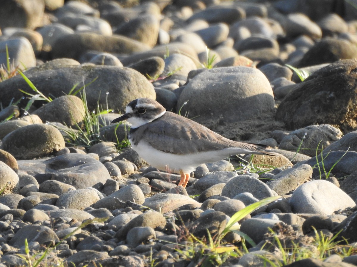 Long-billed Plover - ML619555941