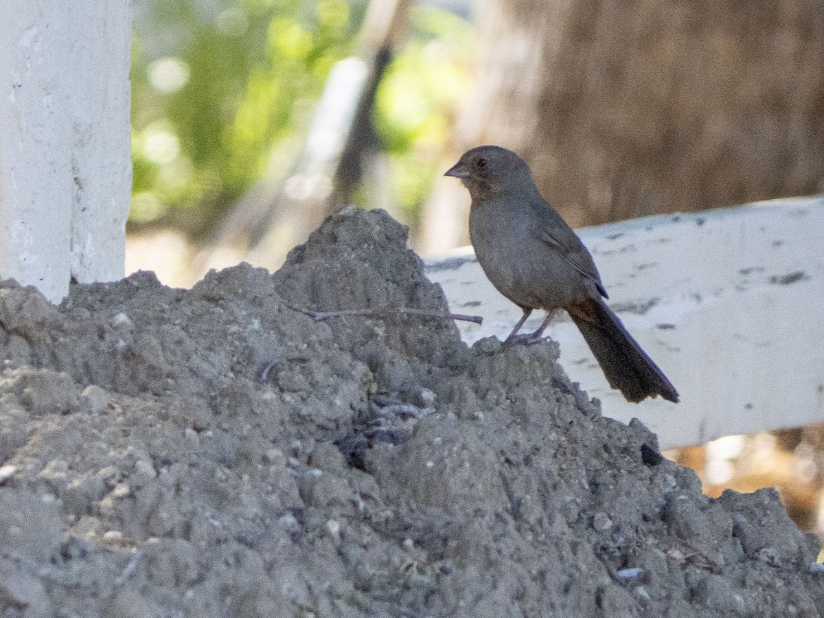 California Towhee - Carol Collins