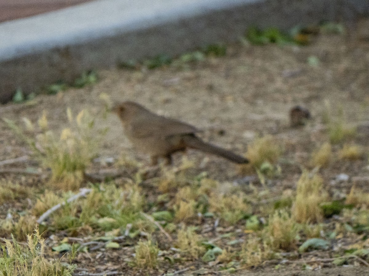 California Towhee - Carol Collins