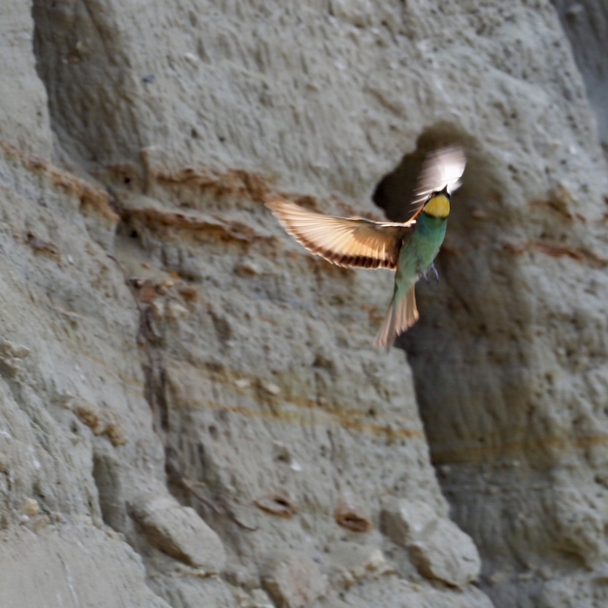 European Bee-eater - Gabriel Willow