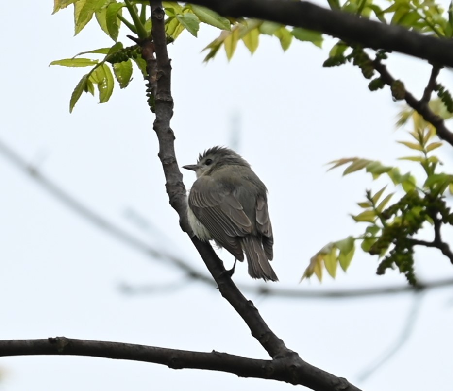 Warbling Vireo - Nicolle and H-Boon Lee