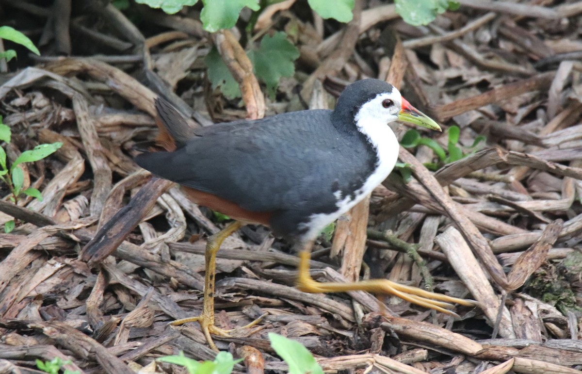 White-breasted Waterhen - Praveen H N