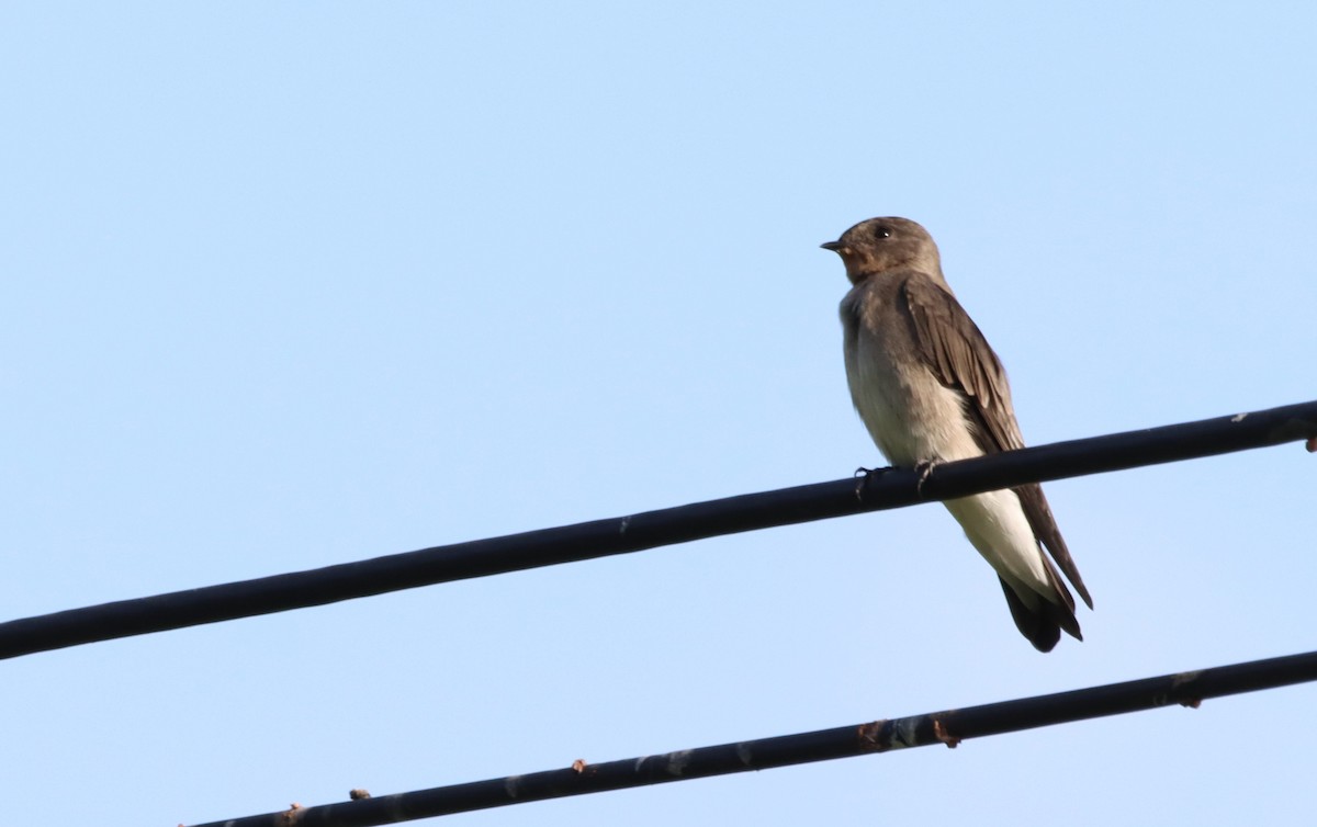 Northern Rough-winged Swallow - Oliver  Komar