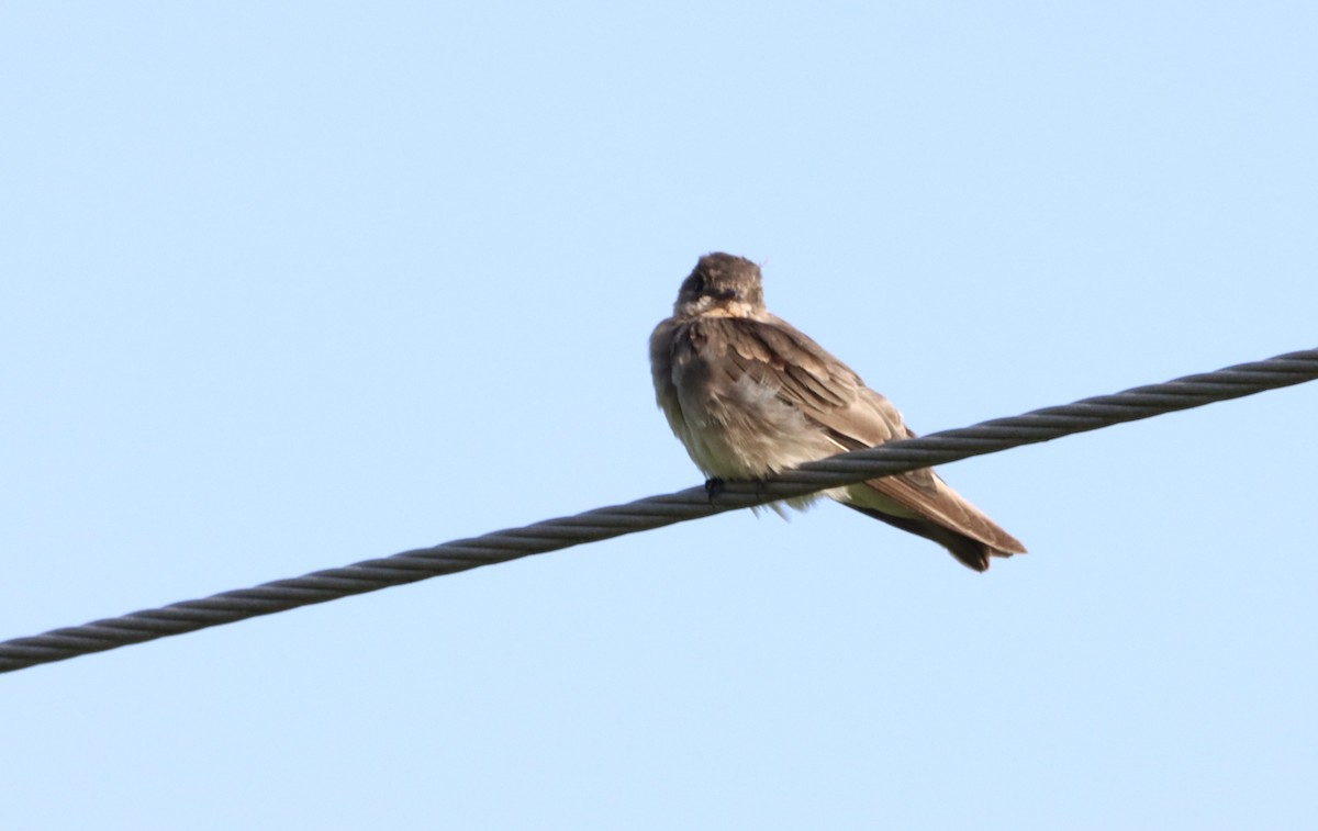 Northern Rough-winged Swallow - Oliver  Komar