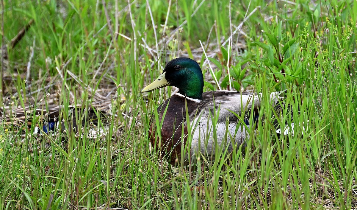 Mallard - Tim Saylor