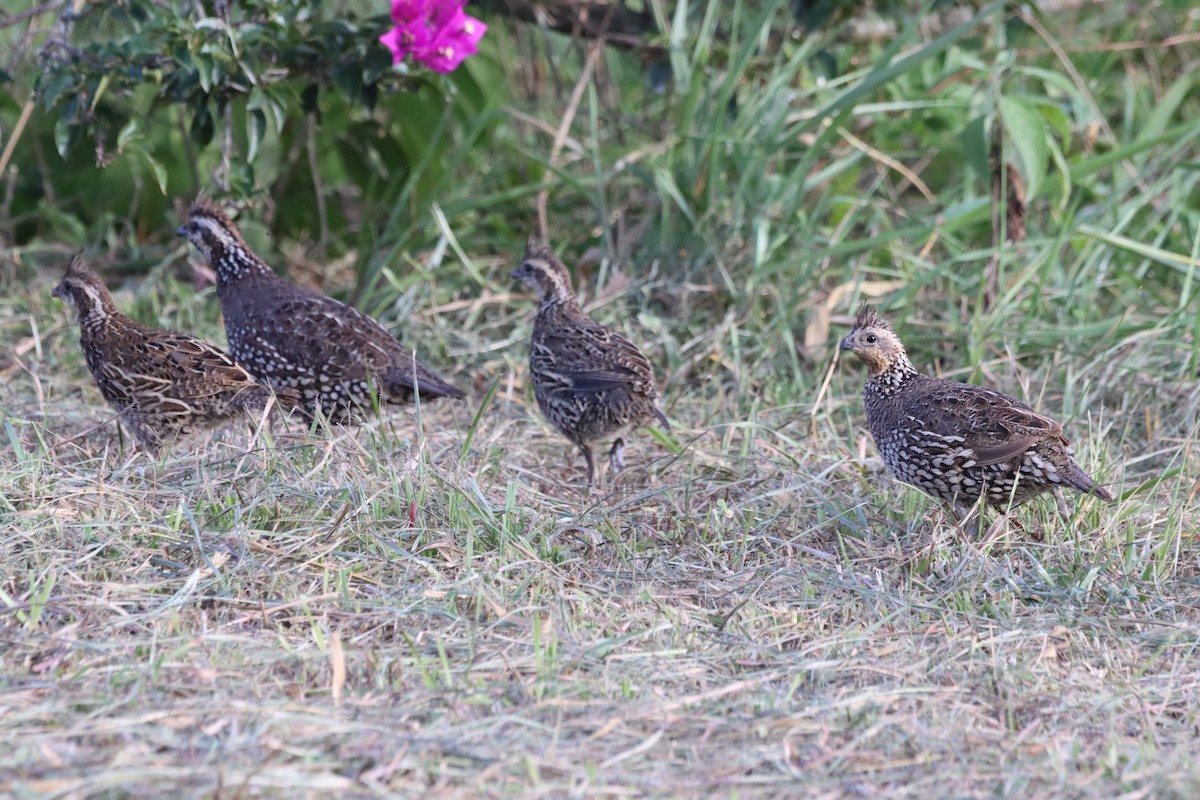 Crested Bobwhite - ML619555973