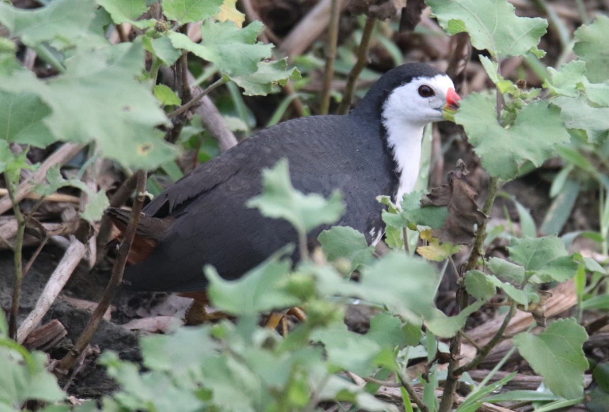 White-breasted Waterhen - Praveen H N