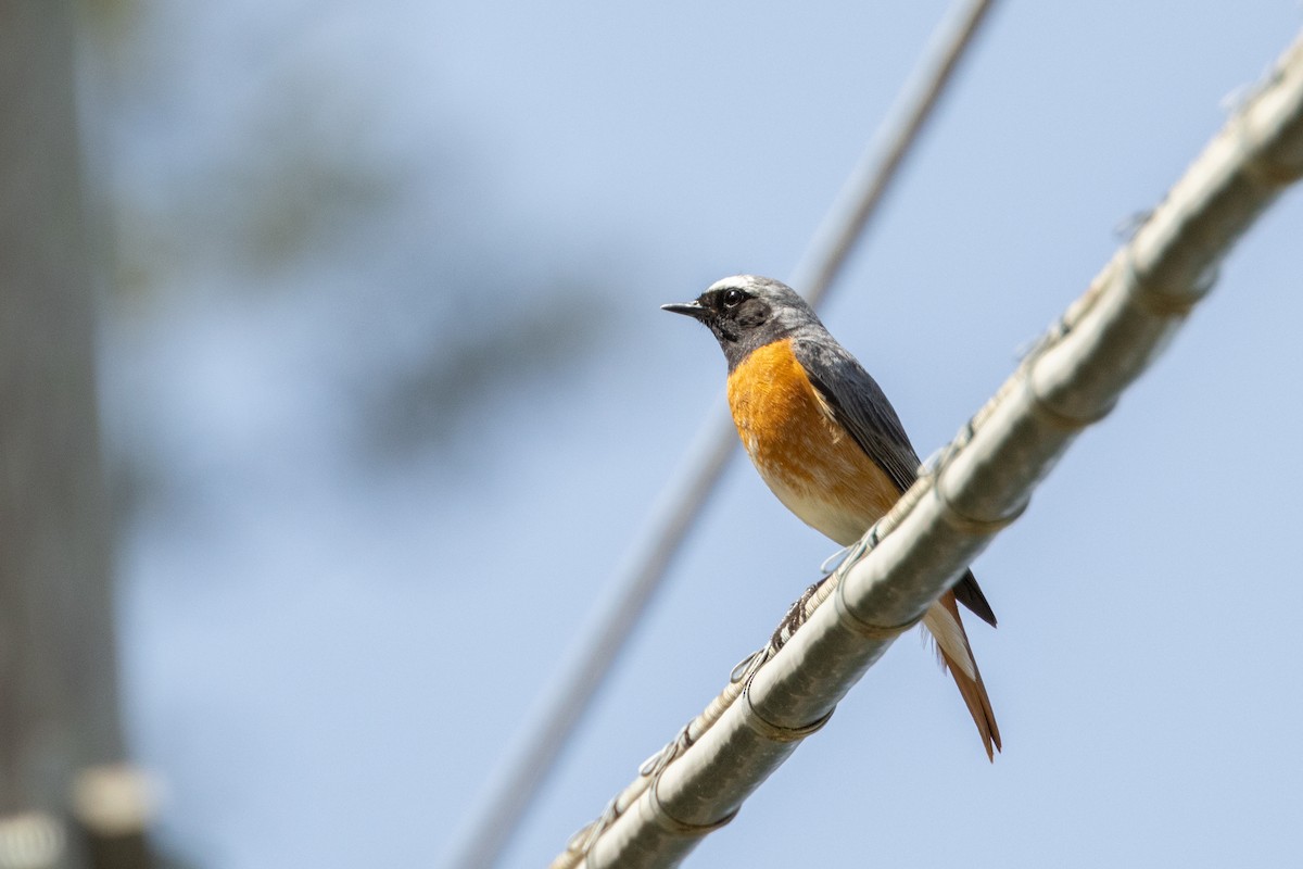 Common Redstart - Carsten Sekula