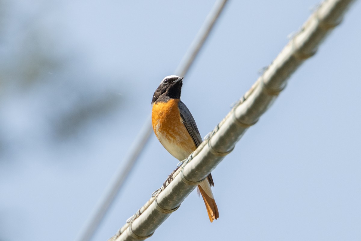 Common Redstart - Carsten Sekula