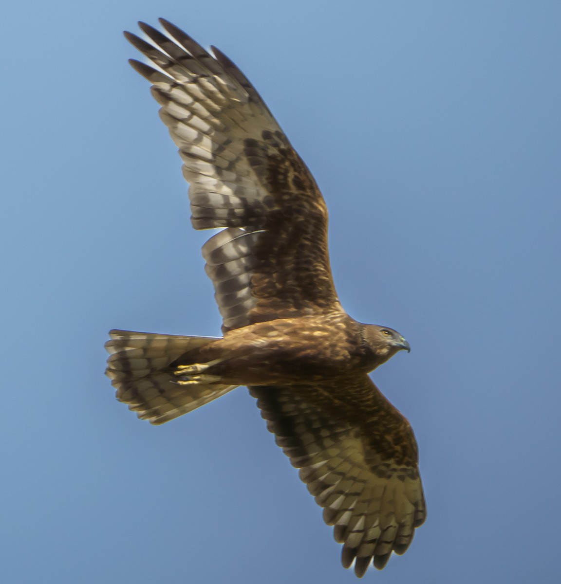 Swamp Harrier - Fraser Barrons