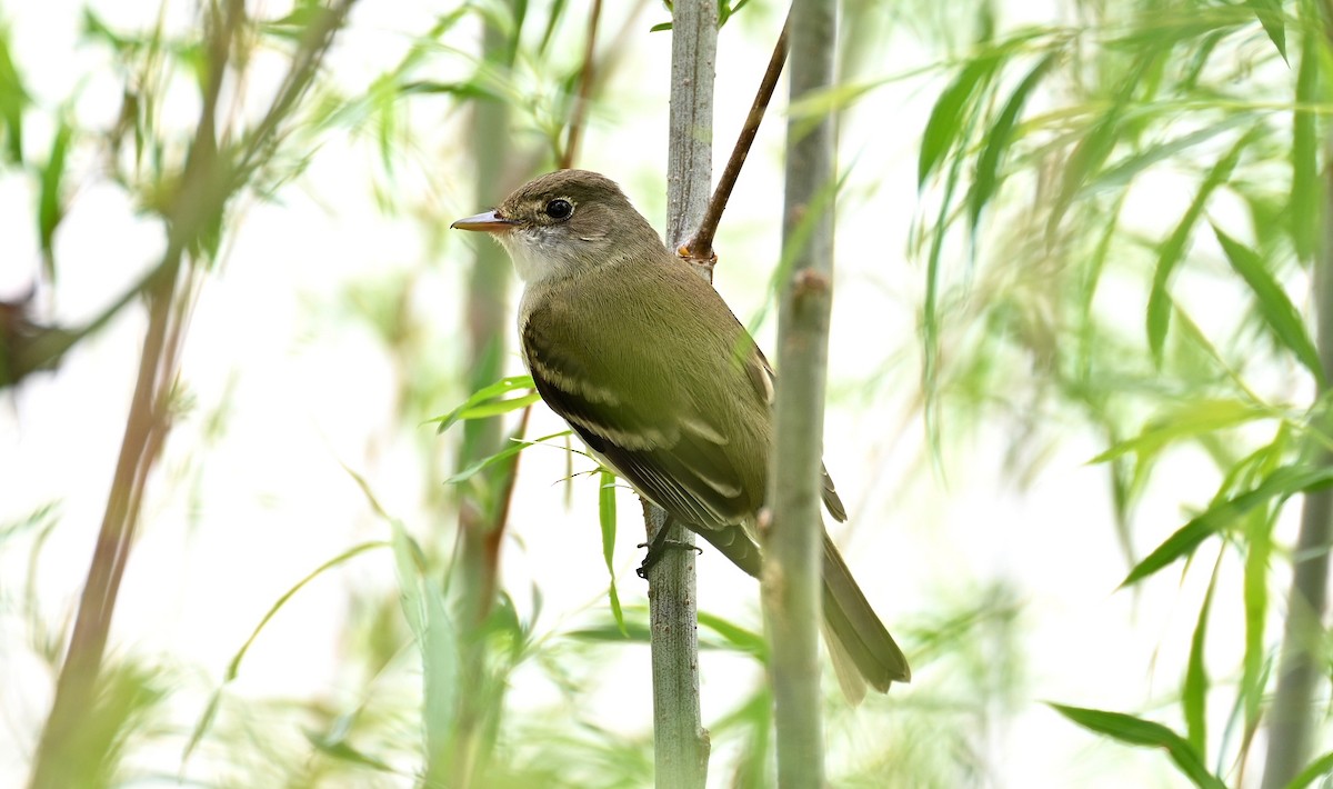 Willow Flycatcher - Tim Saylor