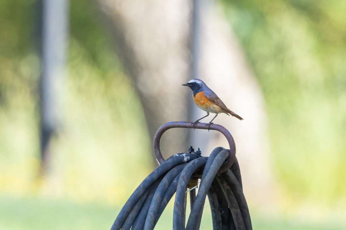 Common Redstart - Carsten Sekula