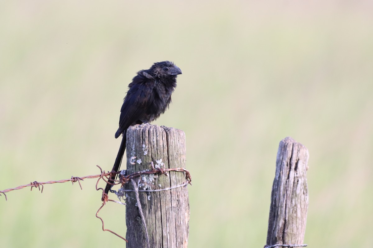 Groove-billed Ani - Oliver  Komar