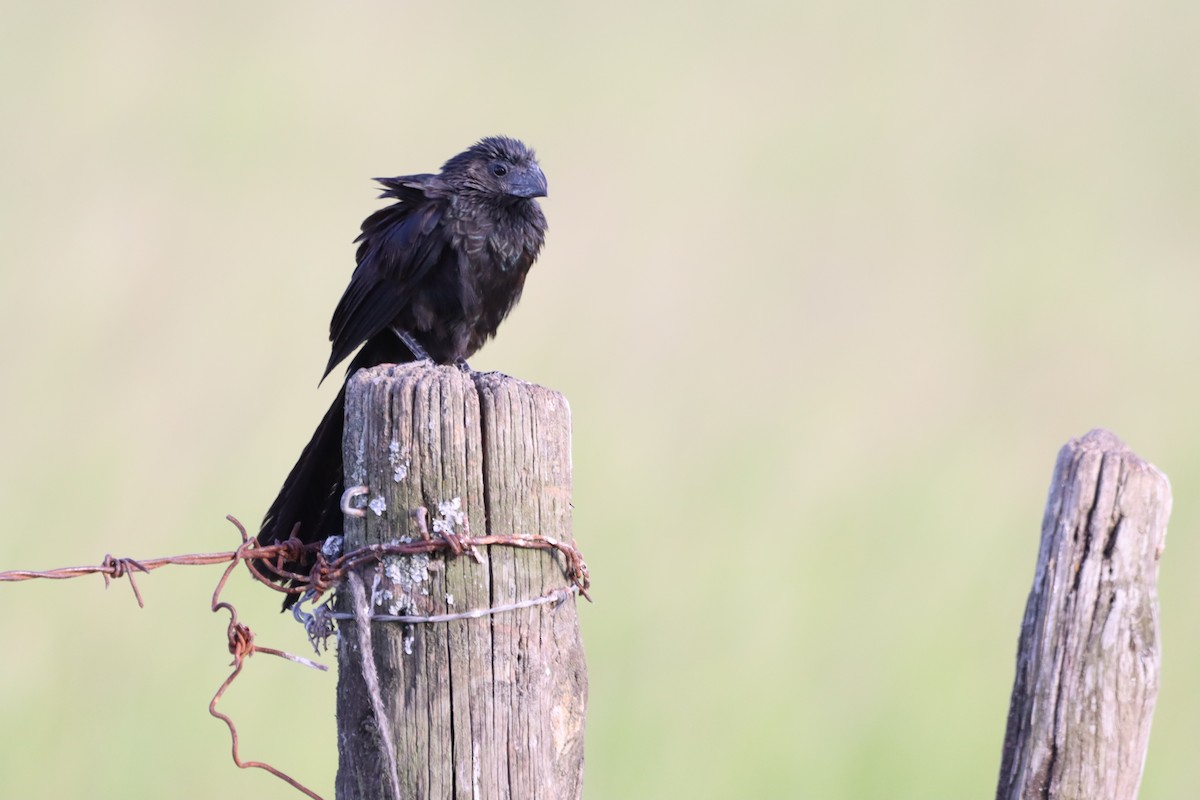 Groove-billed Ani - Oliver  Komar