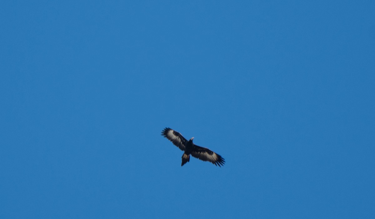 Wedge-tailed Eagle - Gordon Arthur