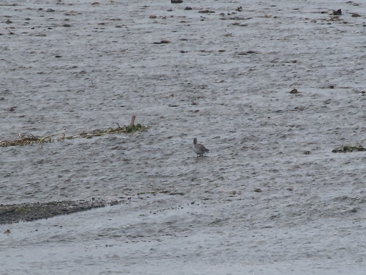 Gray-tailed Tattler - Anonymous