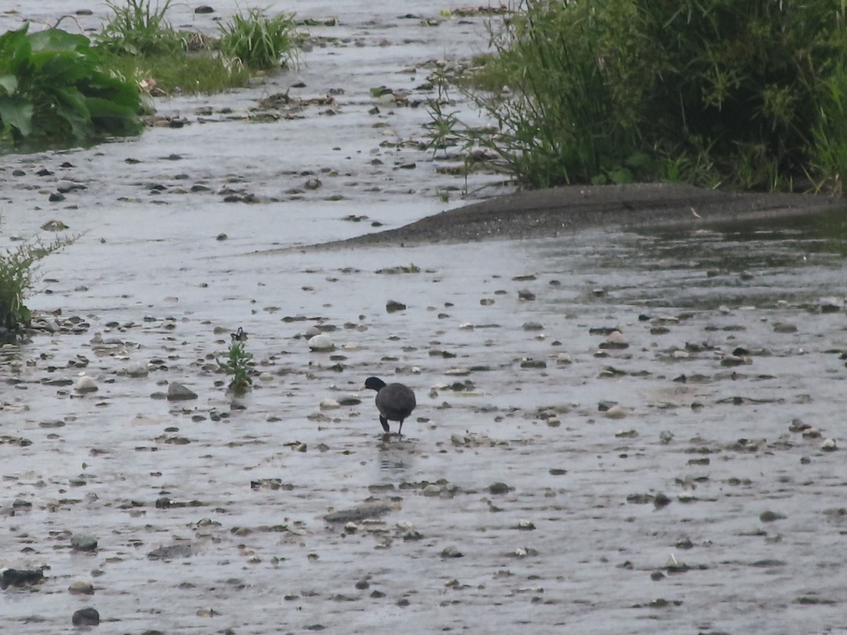 Eurasian Coot - Anonymous