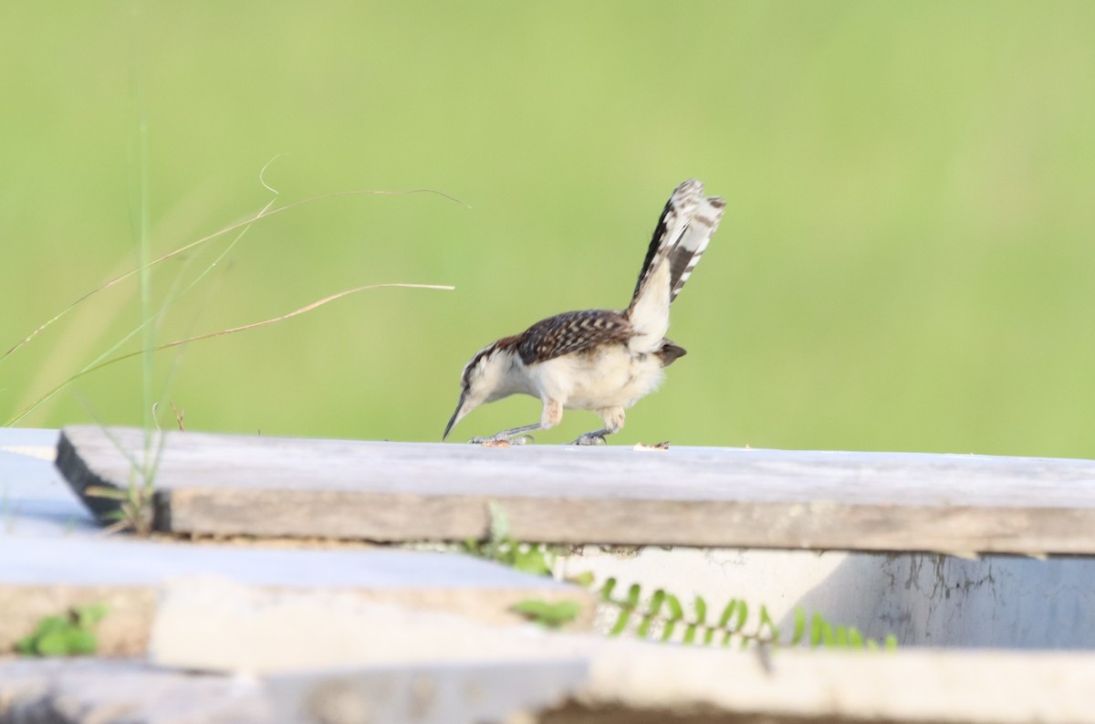 Rufous-naped Wren - Oliver  Komar