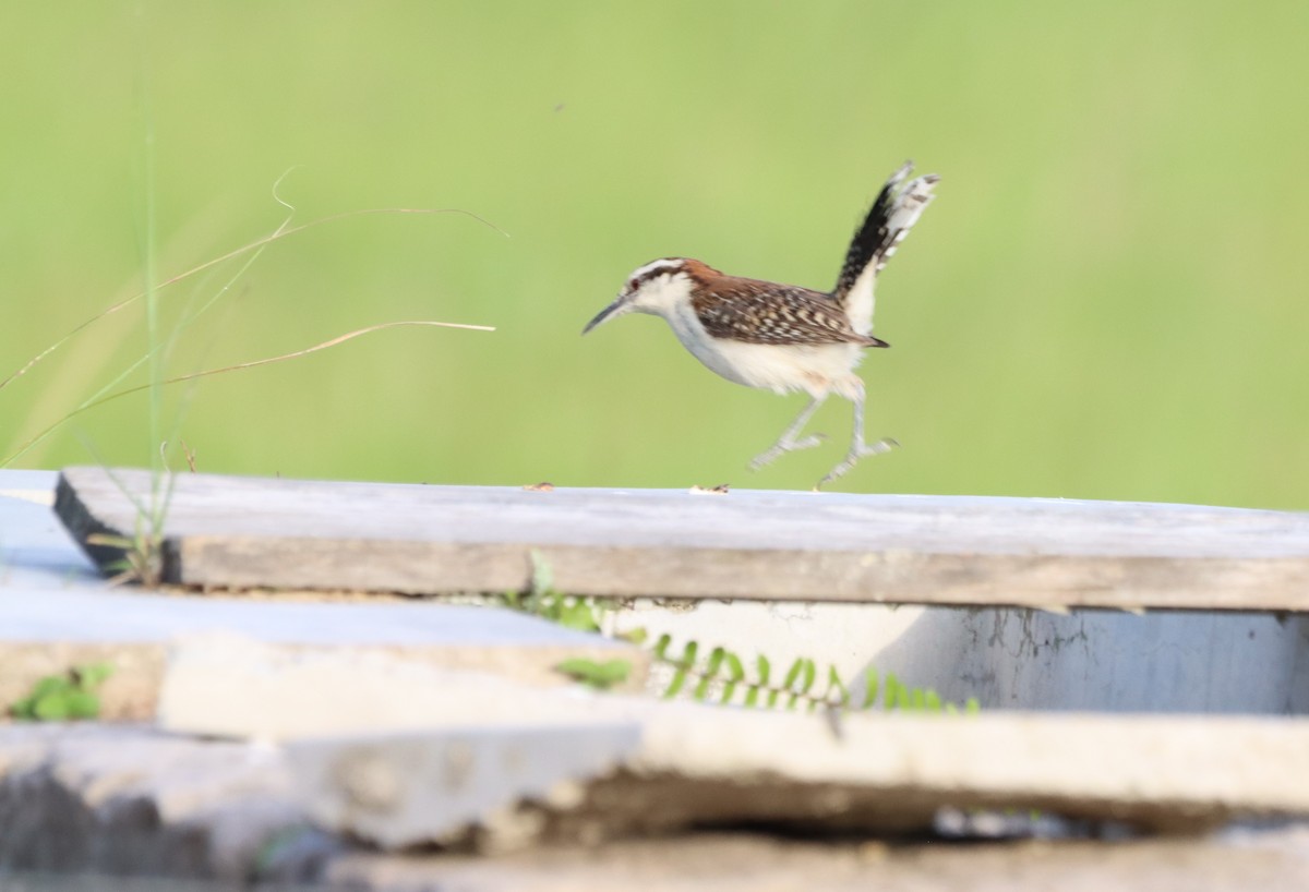 Rufous-naped Wren - Oliver  Komar