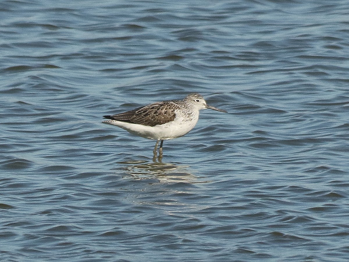 Common Greenshank - David  Mules