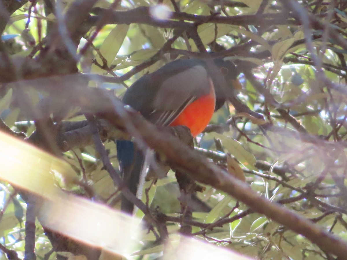 Elegant Trogon - Jennie MacFarland