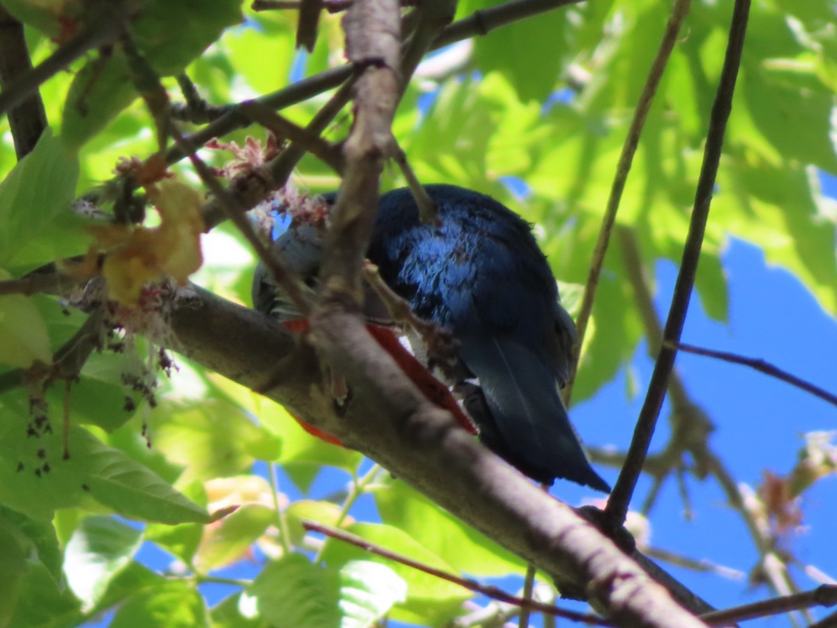 Elegant Trogon - Jennie MacFarland