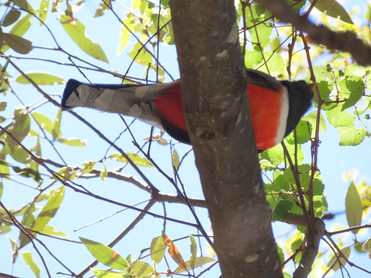 Elegant Trogon - Jennie MacFarland