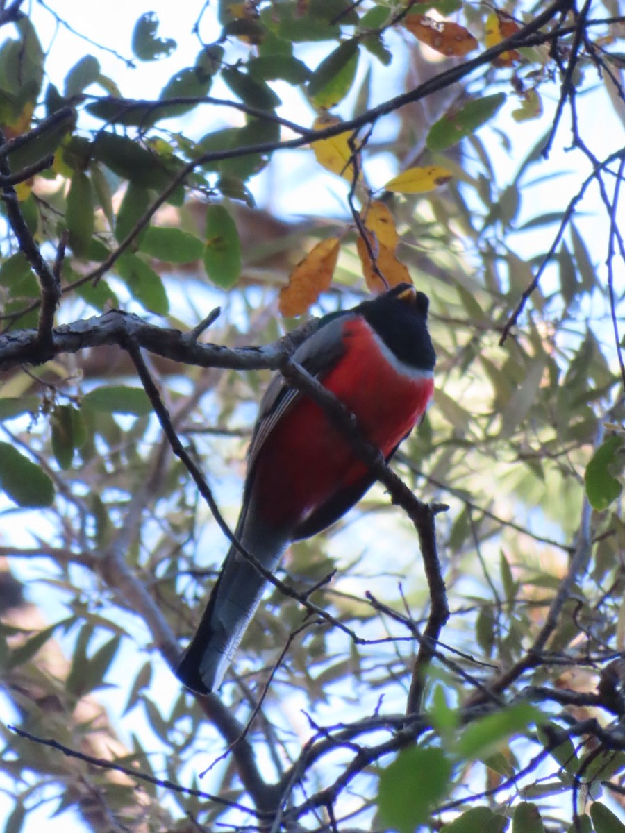 Elegant Trogon - Jennie MacFarland