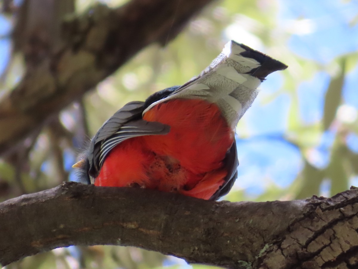 Elegant Trogon - Jennie MacFarland