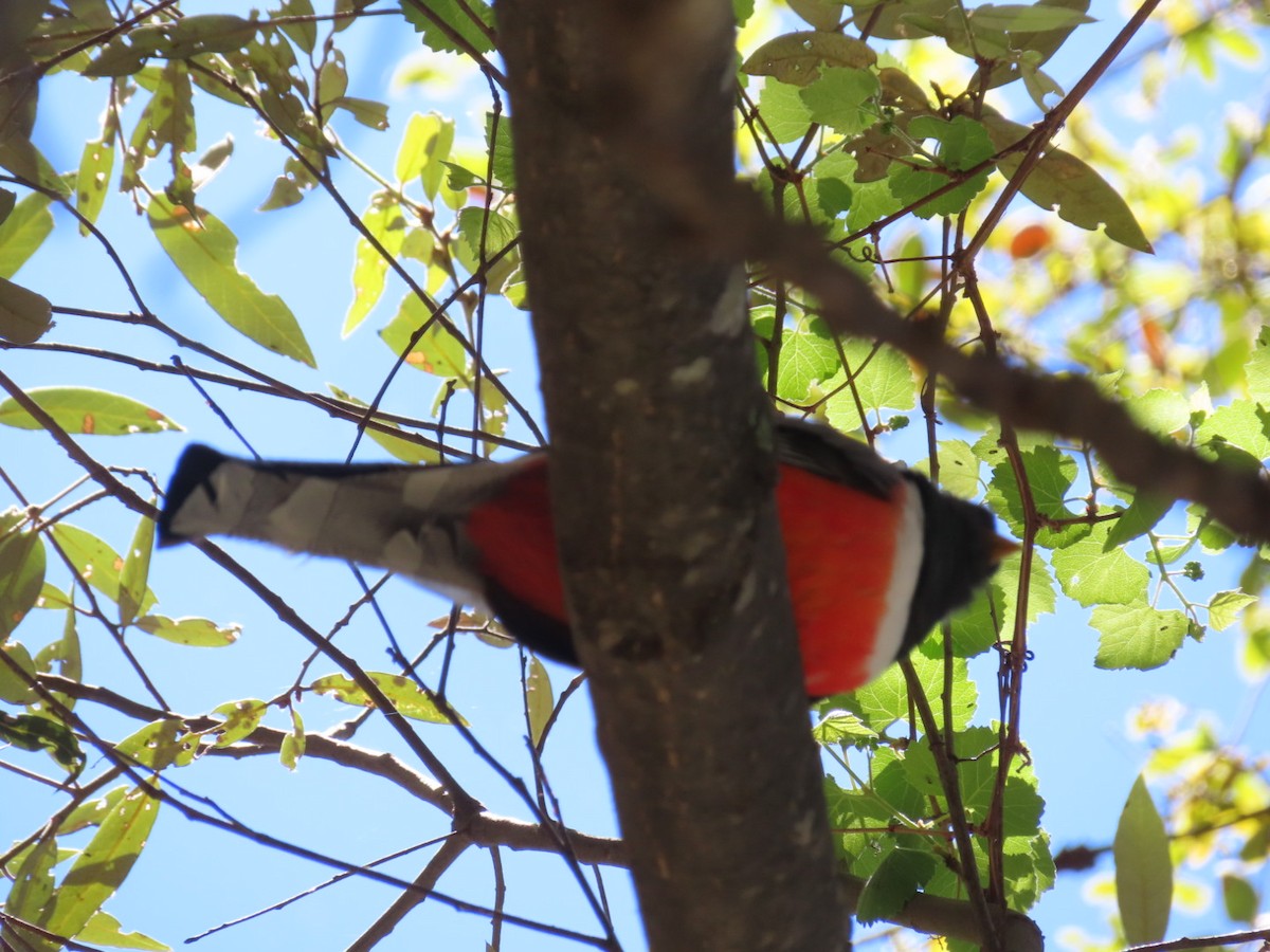 Elegant Trogon - Jennie MacFarland