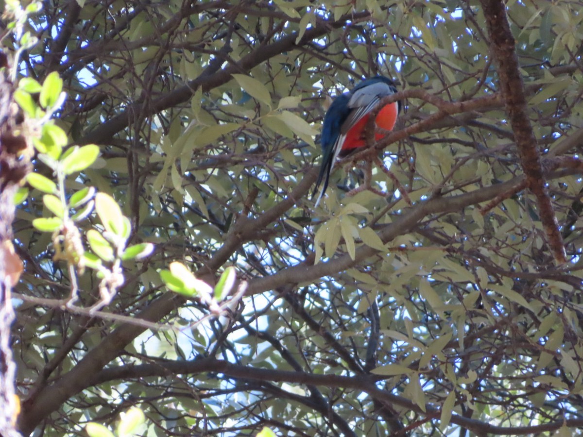 Elegant Trogon - Jennie MacFarland