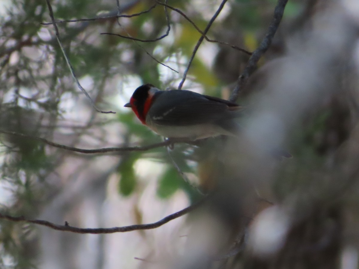 Red-faced Warbler - Jennie MacFarland