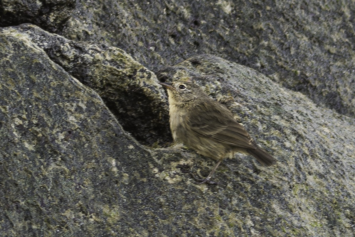 Gray Warbler-Finch - David Bishop