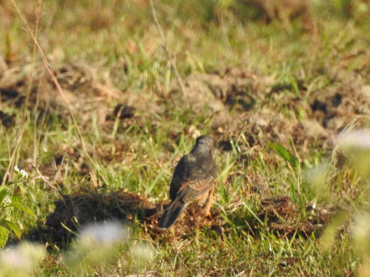 Plaintive Cuckoo - Selvaganesh K