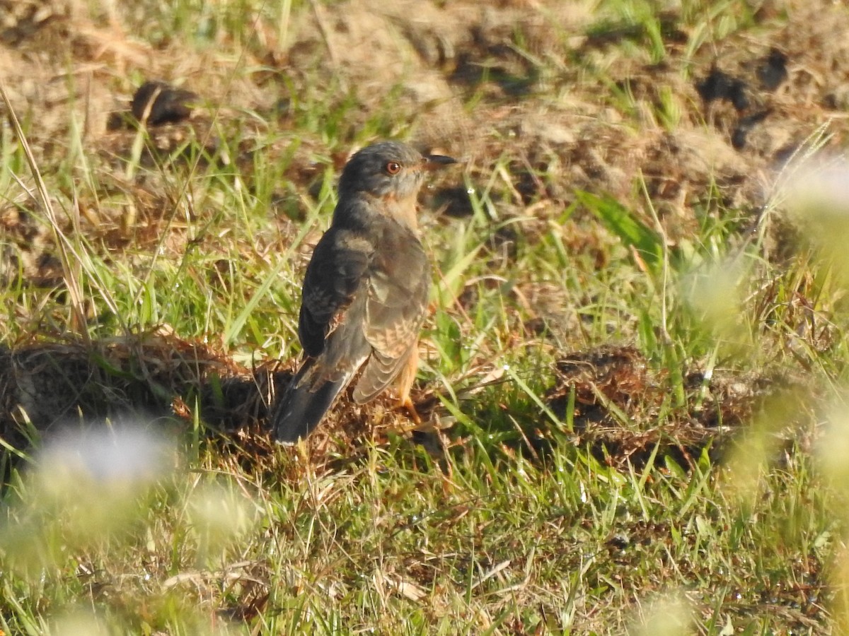 Plaintive Cuckoo - Selvaganesh K