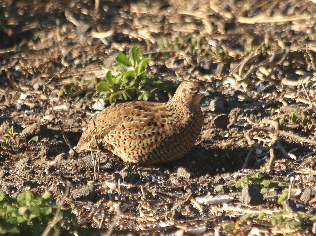 Brown Quail - David  Mules