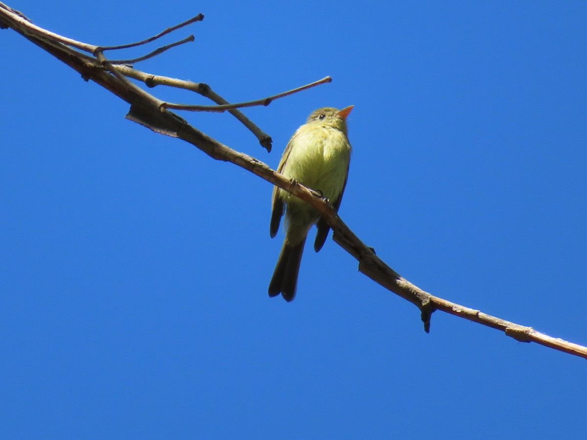 Western Flycatcher (Cordilleran) - Jennie MacFarland