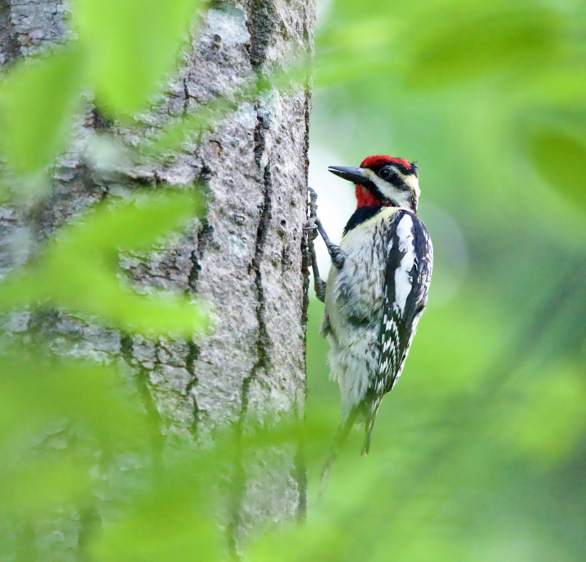 Yellow-bellied Sapsucker - ML619556043