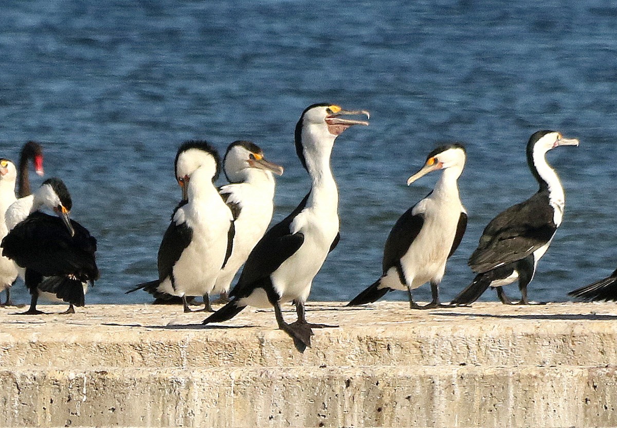 Pied Cormorant - David  Mules