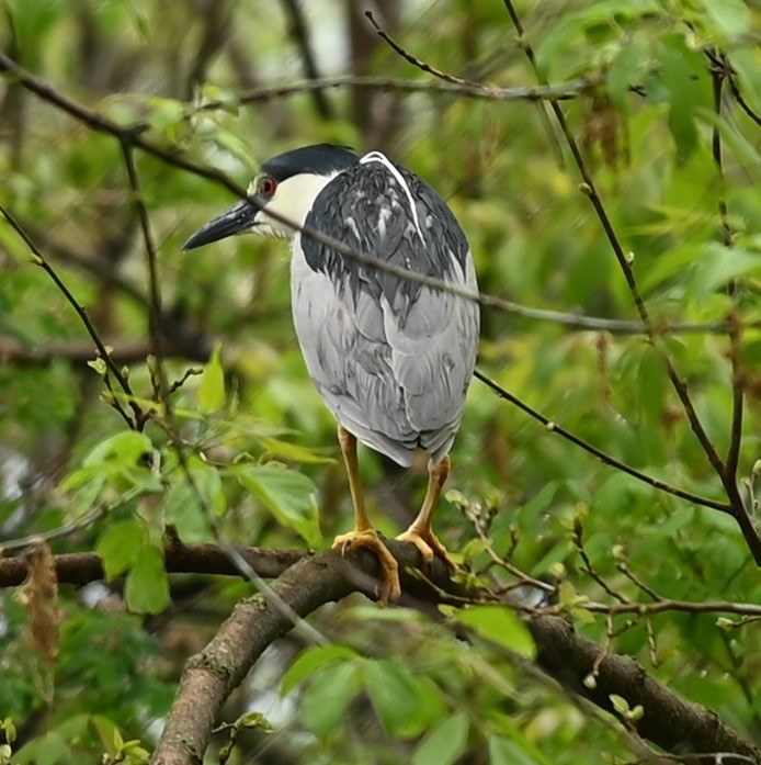 Black-crowned Night Heron - Nicolle and H-Boon Lee