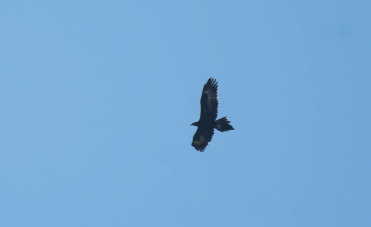 Wedge-tailed Eagle - Gordon Arthur